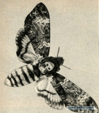 bolotova_ris35.jpg bolotova_ris35.jpg