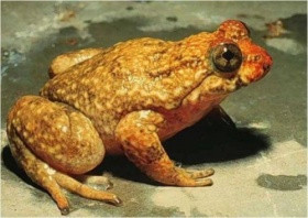 bolotova_ris19.jpg bolotova_ris19.jpg