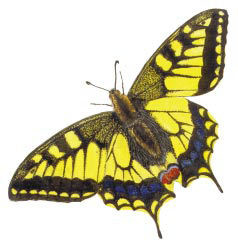 bolotova_ris36_0.jpg bolotova_ris36_0.jpg
